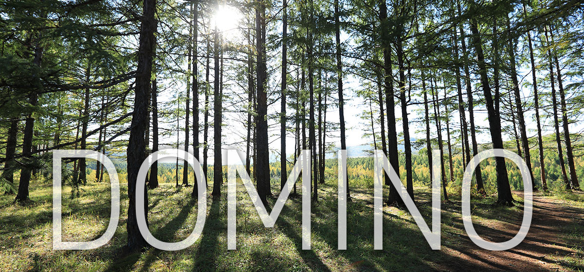 DOMINO Tenons – product of responsible forest management